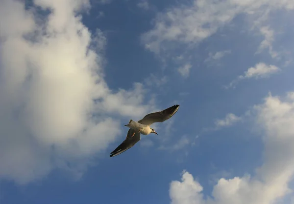 bird soaring high in the clouds