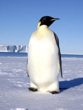 Antarktika güneşinin tadını çıkarıyor olan imparator pengueni