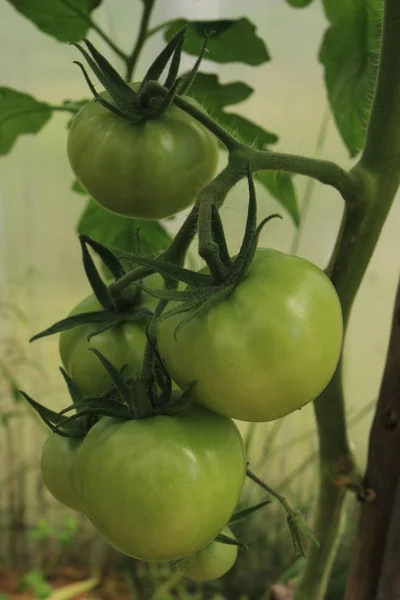 Green Organic Tomatoes Growing Branch Garden — Stock Photo, Image