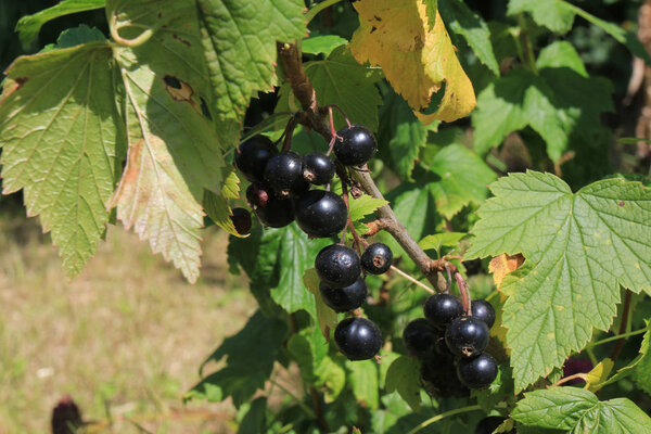 black currant berries on a branch with green leaves