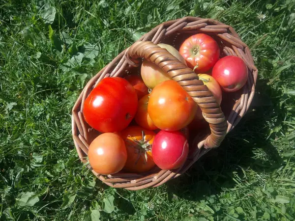 Fresh Pink Red Tomatoes Basket Green Grass — Stock Photo, Image