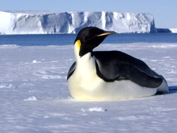 Descansando Sobre Hielo Blanco Pingüino Emperador —  Fotos de Stock