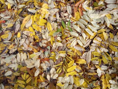 Düşen yaprakların halısı Rowan,