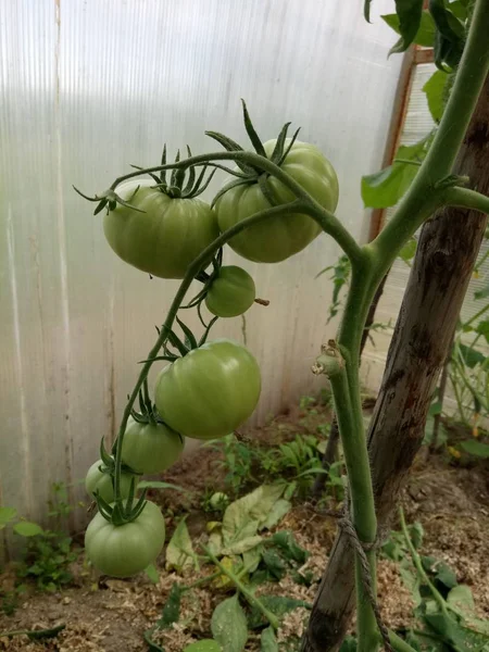 Tomates Verdes Que Crescem Ramo Jardim — Fotografia de Stock