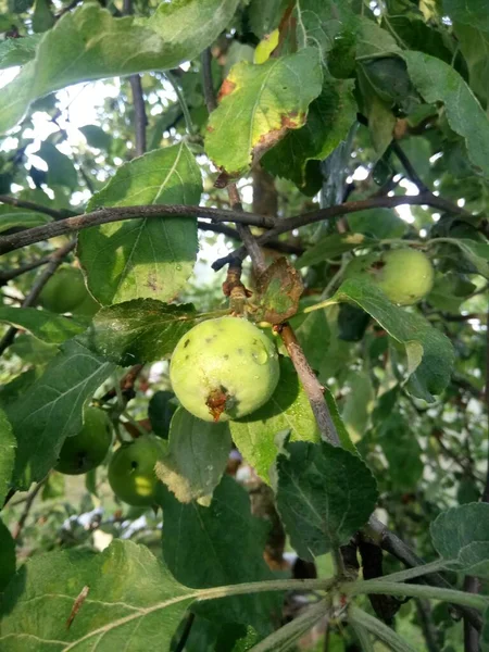 Green Apple Water Drops Rain Wild Apple Tree — Stock Photo, Image