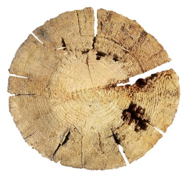 Beyaz zemin üzerinde eski bir ağaç gövdesinin bir bölümü