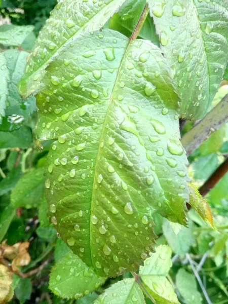 Daun Hijau Dengan Tetes Hujan Close — Stok Foto