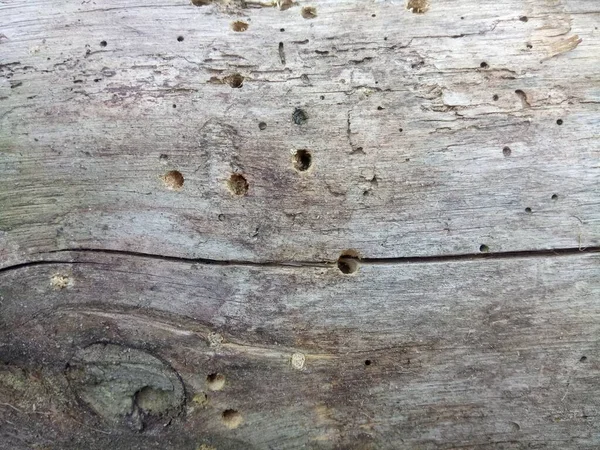 texture of wood eaten by bark beetles