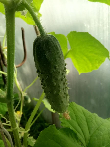 Green Cucumber Stalk Greenhouse — Stock Photo, Image