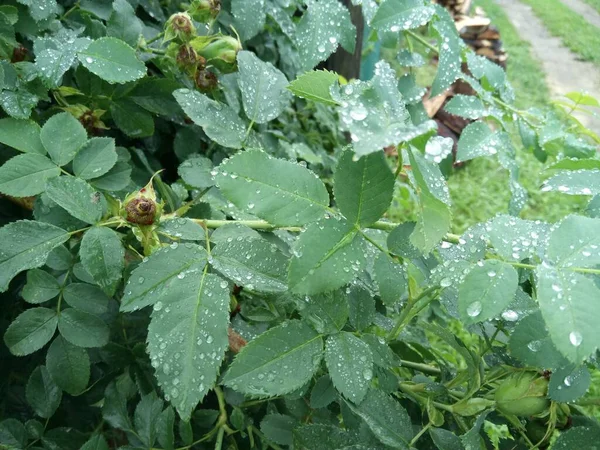 Water Drops Rosehip Leaves Rain — Stock Photo, Image