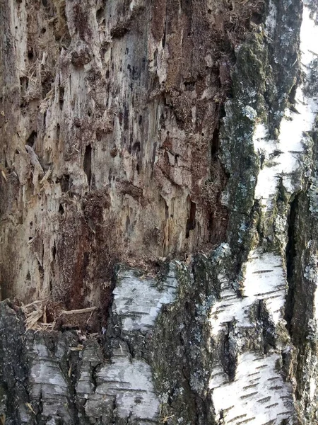 树皮甲虫特写吃的桦树树干 — 图库照片