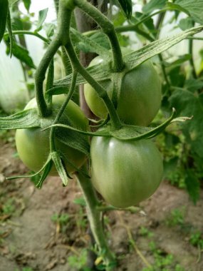 Üç yeşil domates bir dalda