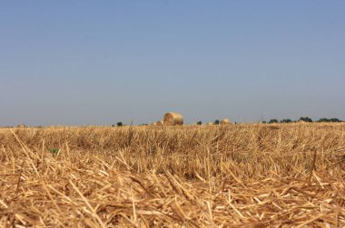  Samanlıkta saman ruloları bekliyor.