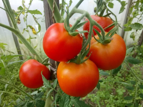 Pomodori Maturi Rossi Ramo Una Serra — Foto Stock