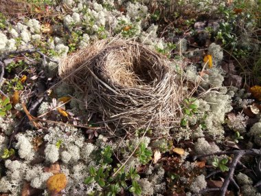 Yosun içinde yerde terk edilmiş kuş yuvası.