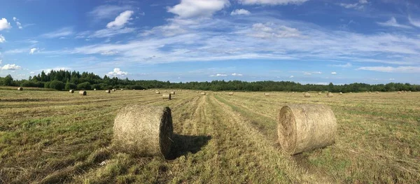 Свежескошенное Поле Рулонами Сена — стоковое фото