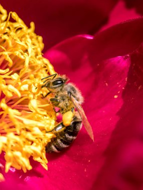 Yabani arı peony çiçek pollinating closeup