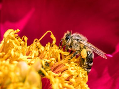 Yabani arı peony çiçek pollinating closeup