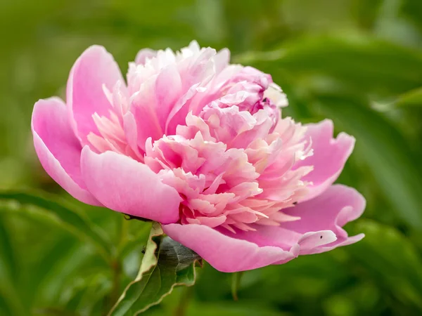 Närbild Rosa Pion Blomma — Stockfoto