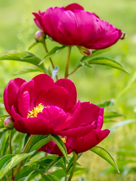 Närbild Röda Pion Blommor — Stockfoto