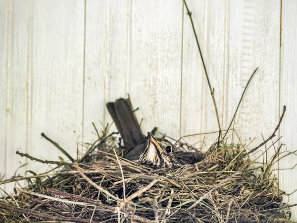 Großaufnahme Von Rotkehlchen Beim Brüten Nest — Stockfoto
