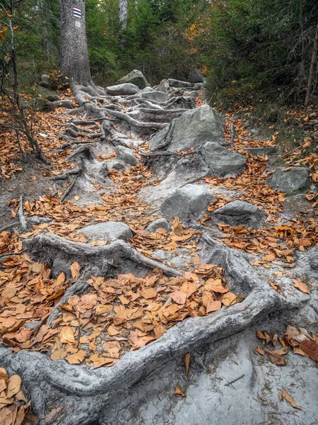 Böyle Adlandırılan Serseri Kayalar Masa Dağı Milli Parkı Polonya Önde — Stok fotoğraf