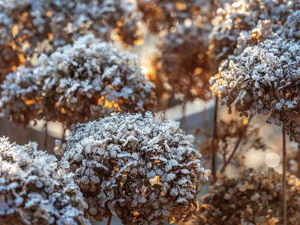 Blombukett Hortensia Täckt Med Morgon Frost — Stockfoto