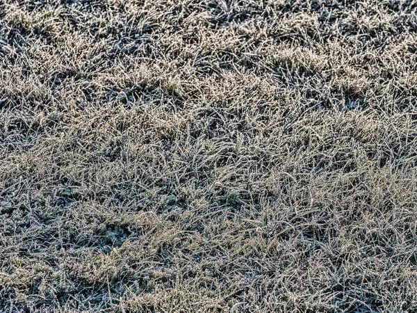 Schuss Gras Mit Morgenfrost Bedeckt — Stockfoto