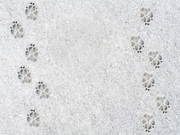 Dog\'s footprints on the snow