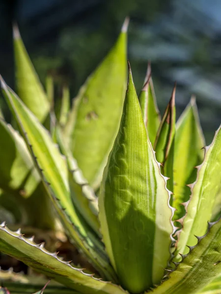 サボテンの植物のクローズ アップ ショット — ストック写真