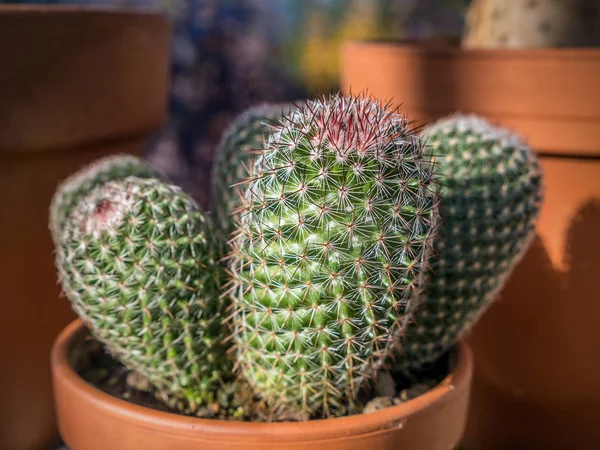 Gros Plan Plante Cactus Pot — Photo