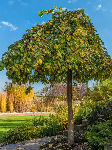 Beautiful Trimmed Elm Tree Growing Park — Stock Photo, Image