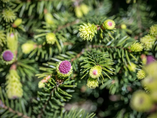 Picea Abies abete rosso con coni — Foto Stock