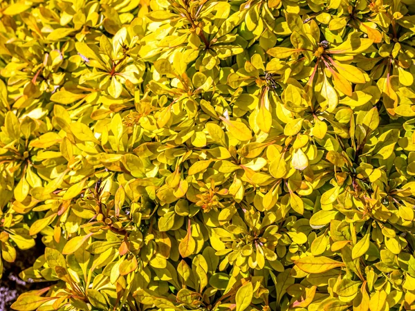 Arbusto de Berberys thunberba —  Fotos de Stock