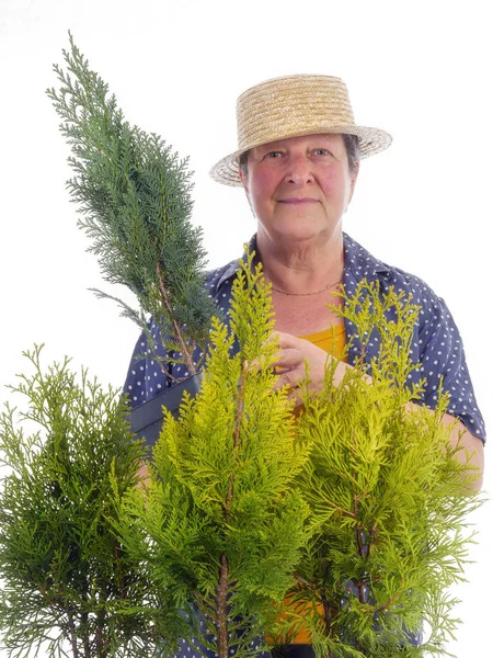 Jardineiro sênior feminino com árvores thuja — Fotografia de Stock