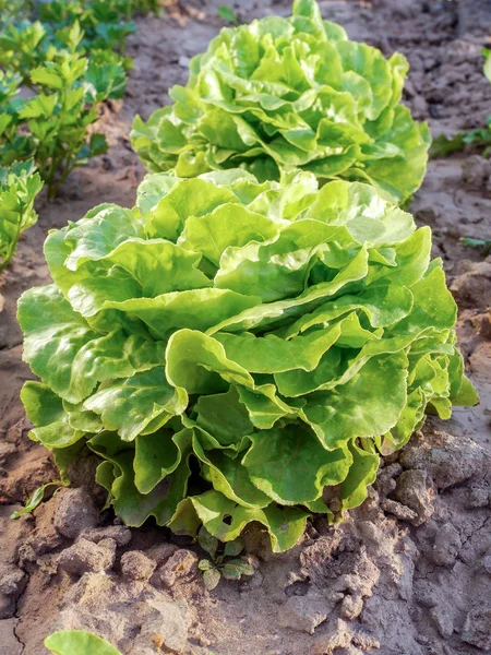 Patch with organic lettuce — Stock Photo, Image