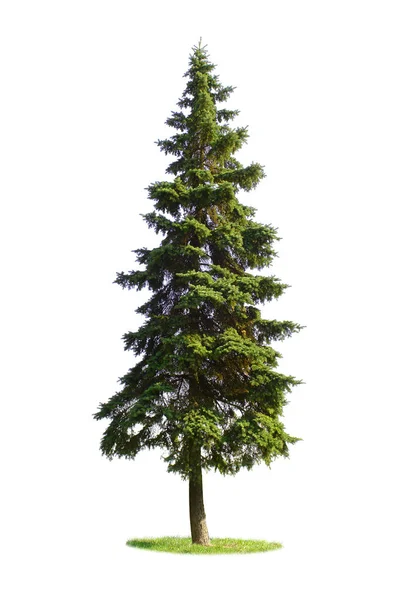 Giant spruce tree — Stock Photo, Image