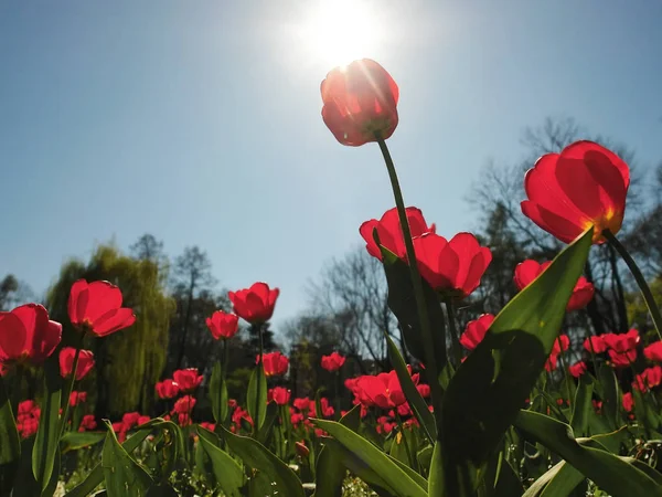 Mot solen — Stockfoto