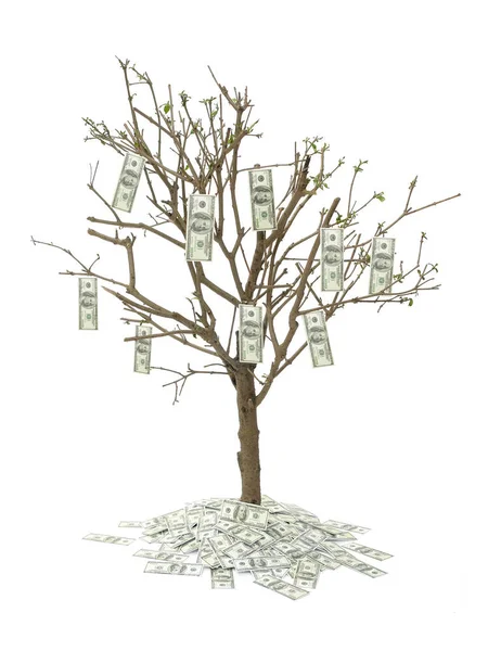 One hundred dollar tree — Stock Photo, Image