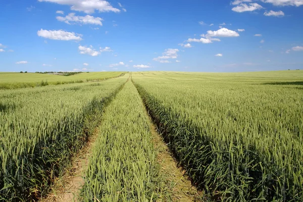 Arable field — Stock Photo, Image