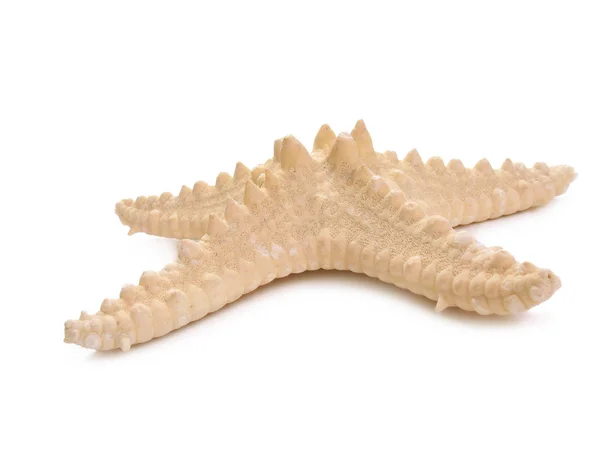 Starfish — Stock Photo, Image