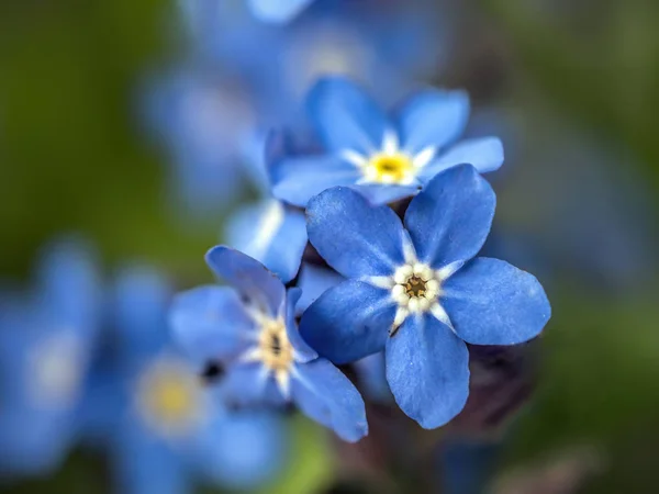 Glömma-mig-inte blommor — Stockfoto