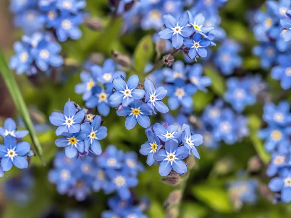 Башта на вершині пагорба з видом на місто Кутаїсі в Грузії忘れな草の花の束 — ストック写真