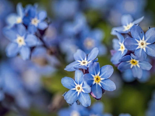 Bunch of Forget-me-not flowers — Stock Photo, Image