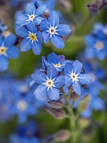 Massa förgätmigej blommor — Stockfoto