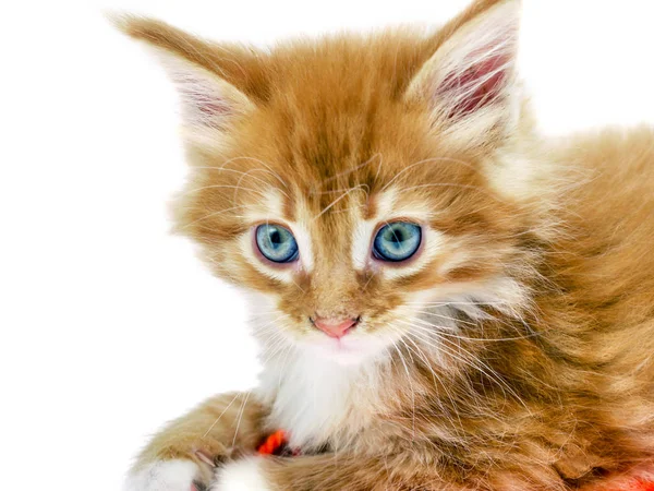 Red Main Coon gattino — Foto Stock