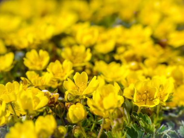 Sarı kır çiçekleri ile Çayır