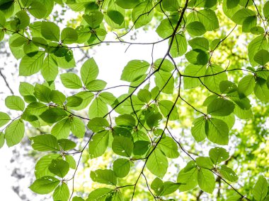 İlkbaharda ağaç yaprakları