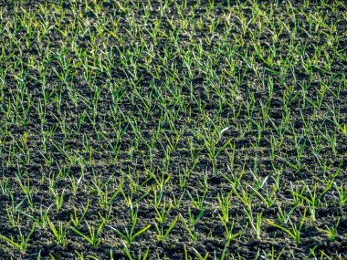 sarımsak alan olgunlaşma