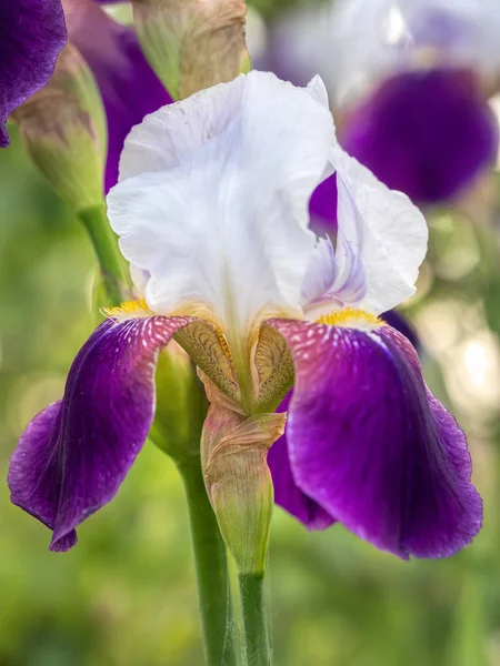 Blomma huvud av Iris germanica — Stockfoto